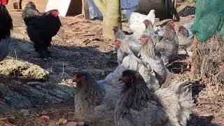 Brahma Chickens