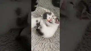 cute cats playing 🤩🤩 #cat #shorts
