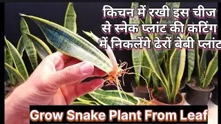 स्नेक प्लांट पत्ते से ग्रो कैसे करें |Snake Plant Leaf Propagation | Snake Plant Leaf Se Kaise Ugaye