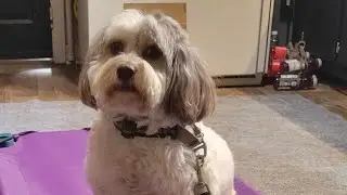 Benjamin - 4 YO Havanese | 2 Week Board & Train | Dog Training | North Carolina