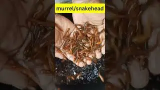 #murrel #shorts #fish #catfish #snakehead #sole #fishfarming #feedconvertedseed #highvalue #goodspe