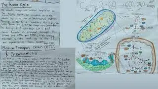 Cell Energetics Video - Adams Biology P3