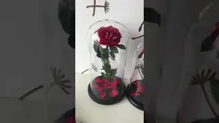 glass jars with handmade natural preserved rose inside