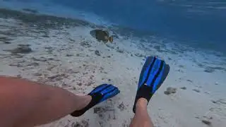 Meeru Maldives - Attack of the Titan Triggerfish!