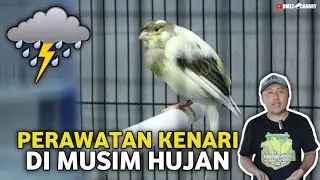 MUSIM HUJAN TIBA‼️TIPS PERAWATAN KENARI IMPORT DI MUSIM PENGHUJAN