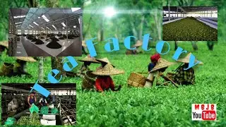 Tea Manufacturing Process by Biswa Jit Baruah Assam tea factory