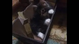 Kitty Krusades #12: Box Buddies! w/ Sophia Grey's Litter (Fursday Cat Playtime/Exploration Video)
