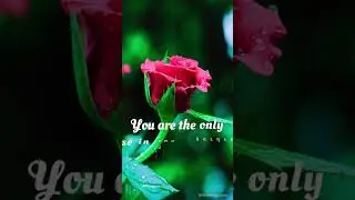 Rose Day Wishes || WishesMsg.com #wishes #roseday #valentinesweek