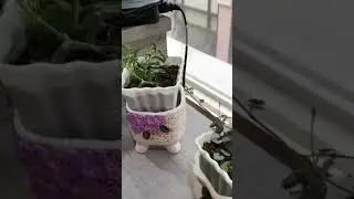 Plantmomma