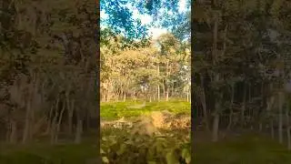 #bhooli bisri ek kahani#naturalview#jangal#🌳🌲🌴🪴🌿☘️