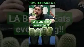 LA Beast. cactus eater #labeast #reaction