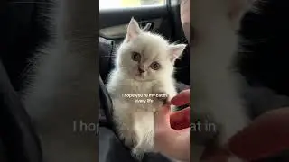 #catoftheday #cat #kitty #kitten #catlife #catshorts #catvideos @wtsyolo