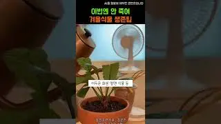 겨울 실내, 식물 안 잃는 꿀팁 #식물초보 #식집사 #식물관리 #식물등