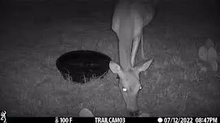Texas Hill Country Deer Action....   #backyardtrailcammoments #deercam