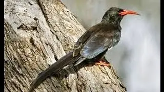 Redbilled Woodhoopoe - Filmed by Greg Morgan
