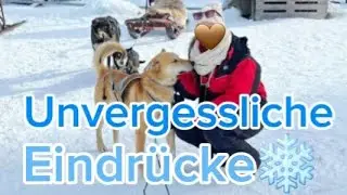 Eindrücke einer Husky-Schlittenfahrt ❄️🐺 | Magisches Winterabenteuer in der Natur  