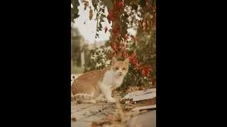 Unlocking the Secrets of Cat Communication: Trust, Love & Playful Behaviors!