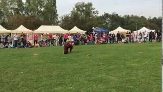 uk&aacute;zka Dogfrisbee CzechBlack FRISBEELAND