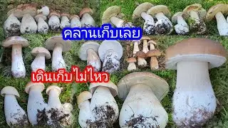 เก็บเห็ดผึ้งหวานขาสวยงามพึ้งโผล่ขึ้นจากหญ้ามอส