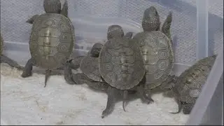 Baby Terrapins! MassAudubon Wellfleet Bay Wildlife Sanctuary