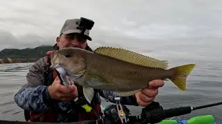 EPIC DAY KAYAK FISHING WITH MULTIPLE HOOK-UPS Of OCEAN WHITEFISH, LING COD AND VERMILLIONS!