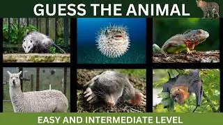 The Ultimate Animal Identification Quiz: Can You Guess Them All?