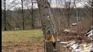 wood cutting | new technique| machine cutting | forest cutting #woodcutting #new ideas#forestcutting