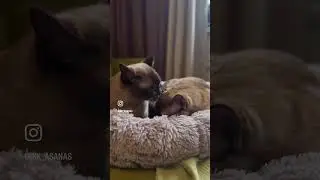 #cat #cats #catshorts #catvideos #animals #lover #catlovers #котики #кот #животные #милота #любовь