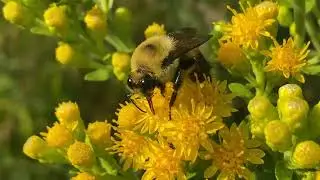 Busy Bumblebee Gathering Nectar 🌼🐝 #nature #usa #2025 
