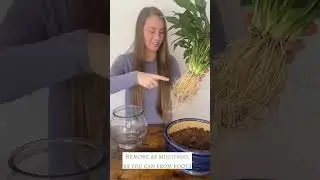 Switching my Peace Lily from soil to water!