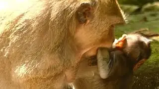 Baby Daniela Got feedback Mother No Feeding | Mother Weaning Baby | Monkey Crying
