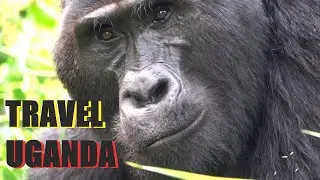 TRAVEL UGANDA || Gorilla trekking in Bwindi Impenetrable Forest