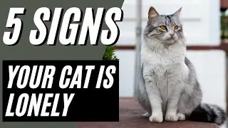 5 Signs Your Cat is Lonely (Don't Ignore)