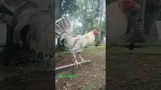 Firebird Gamefarm WhiteDome #whitekelso #rooster #manok #shorts #shortvideo #foryourpage