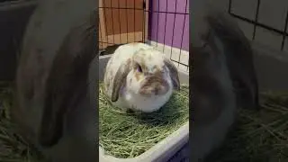 That nose!!  #animalsofyoutube #adorable #cute #bunny #rabbit #cutepet #animals #bunny nose