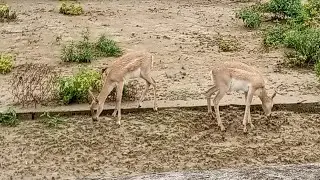 GORAKHPUR ZOO || गोरखपुर चिड़ियाघर