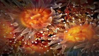 Backing Track Inna Style in D Major