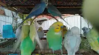 🐦 Fun Hobby with Budgies &ndash; Cute Training & Colorful Companions ✨ #BirdCare