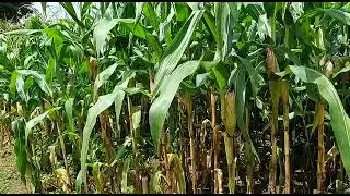 NK 7328// No 1 Hybrid Corn in India// Odisha corn