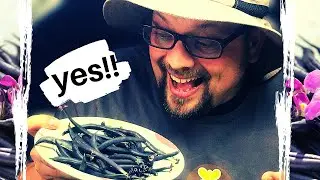 Grow Beans in Containers Self Sufficiency 2021 | Winter Garden Harvest Baker Creek Purple Bush Beans
