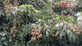 台中太平荔枝、蜂蜜上市 荔枝採果、果樹認養超搶手