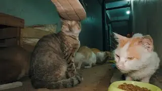 Feeding Stray Cats at the Local Market 211 | Quiet Cat Moments with English Subtitles