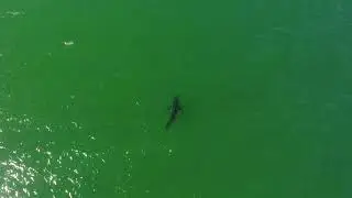 Great White Shark Aerial Clip 04