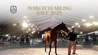 Highlights from a record breaking Cape Racing Sales March Sale 2025