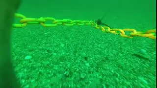 Moon Snail Gliding