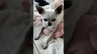 Czas na zabawę z AI 😅 Time to play with AI😅 #dog #chihuahua #chihuahuafanclub