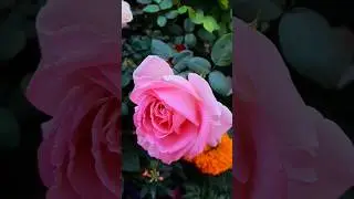 rose flower | pink rose | #gardening #nature #rose #shots #viral