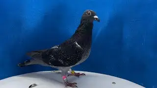 Gordon pigeons re-homing and update what happening around here.