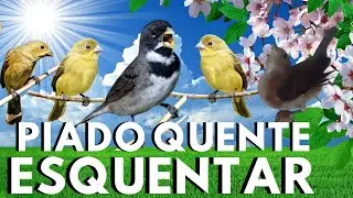 Casal de Coleiro Baiano comendo SOLTOS e Piado de Fêmea de para esquentar