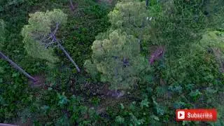 KPK 1 billion tree project/Recognition from WWF & World Economic Forum.